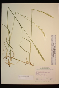 Trisetum canescens image